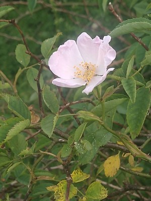 photo of Common Dog Rose