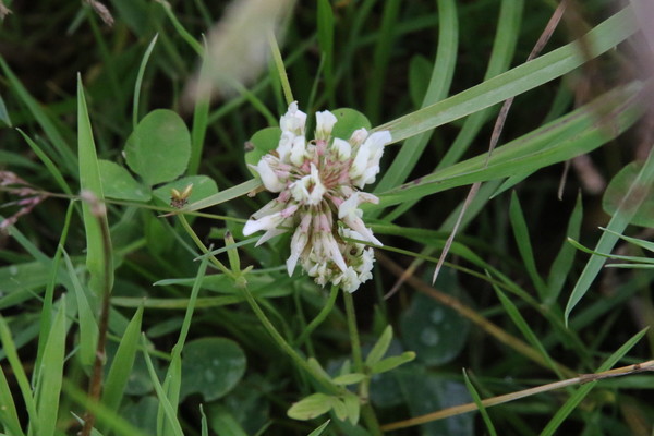 photo of White Clover