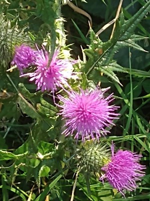 photo of Spear Thistle
