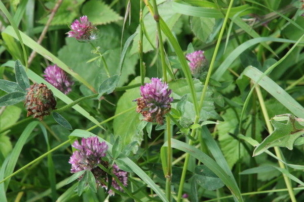 photo of Red Clover