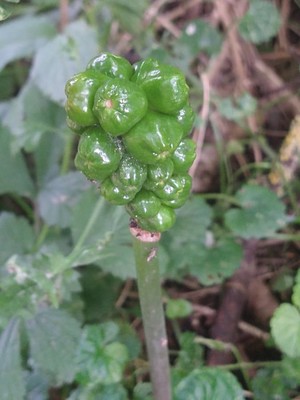 photo of Italian Arum