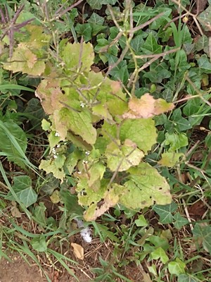 photo of Garlic Mustard