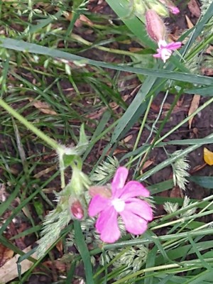 photo of Red Campion