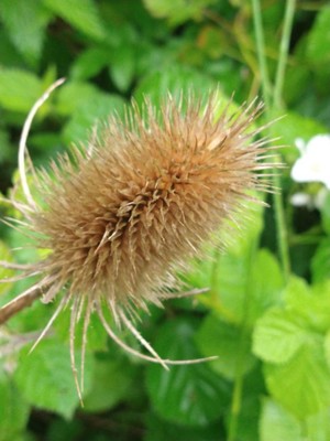 photo of Teasel