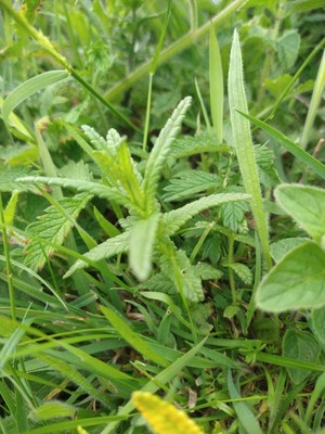 photo of Yellow Rattle