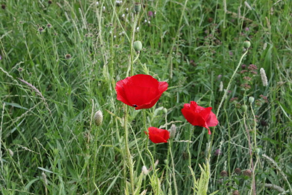 photo of Common Poppy