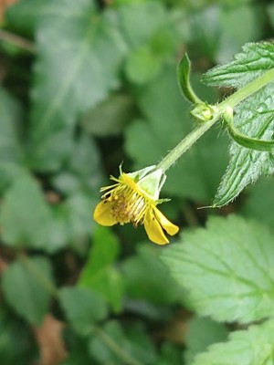 photo of Wood Avens
