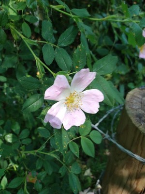 photo of Common Dog Rose