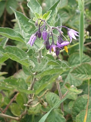 photo of Bittersweet