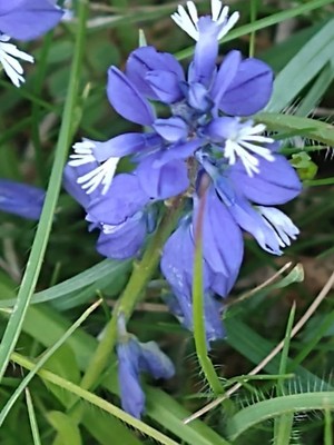 photo of Chalk Milkwort
