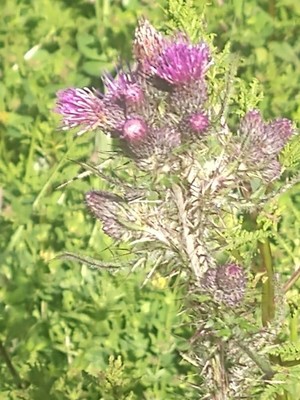 photo of Marsh Thistle