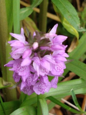 photo of Southern Marsh Orchid