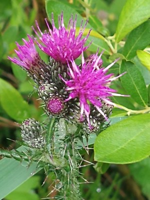 photo of Marsh Thistle