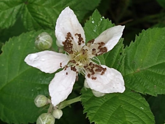 photo of Dewberry