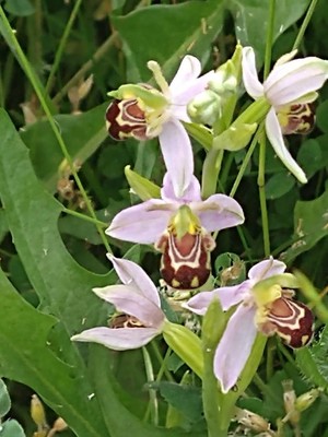 photo of Bee Orchid