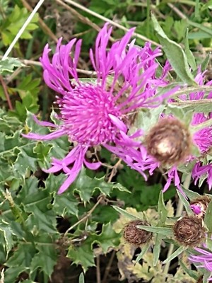 photo of Brown Knapweed
