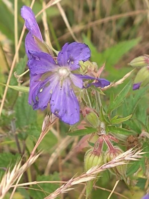photo of Meadow Crane's Bill