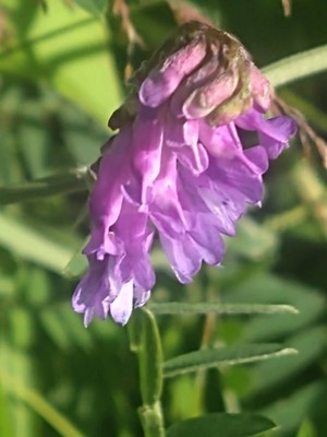 photo of Fodder Vetch