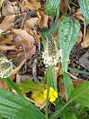 photo of Ribwort Plantain
