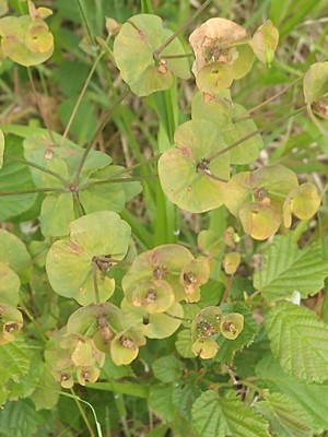 photo of Wood Spurge