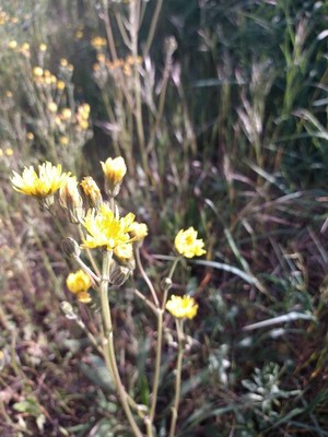 photo of Beaked Hawk's Beard