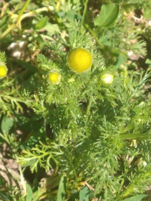 photo of Pineappleweed