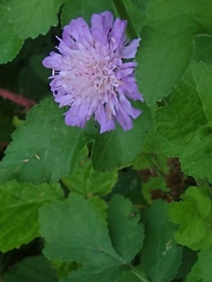 photo of Field Scabious