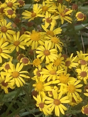 photo of Ragwort