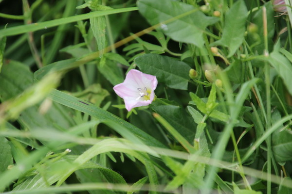 photo of Field Bindweed
