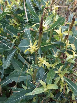 photo of Prickly Lettuce