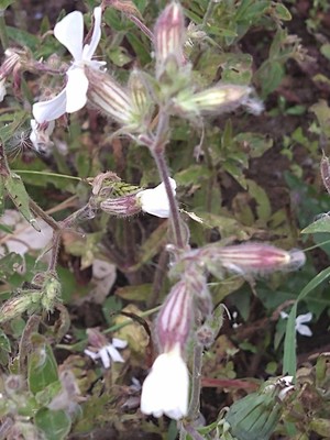 photo of White Campion