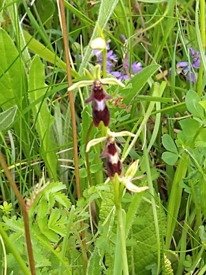 photo of Fly Orchid