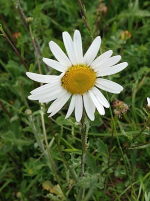 photo of Oxeye Daisy