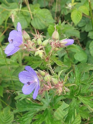 photo of Meadow Crane's Bill