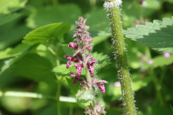 photo of Hedge Woundwort