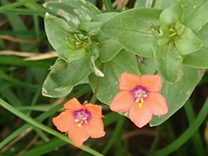photo of Scarlet Pimpernel