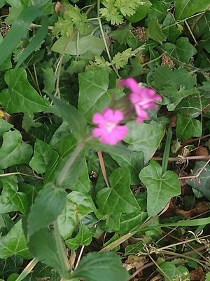 photo of Red Campion