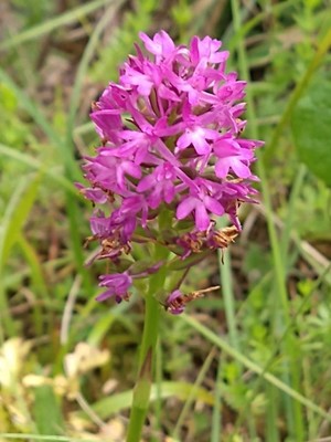 photo of Pyramidal Orchid