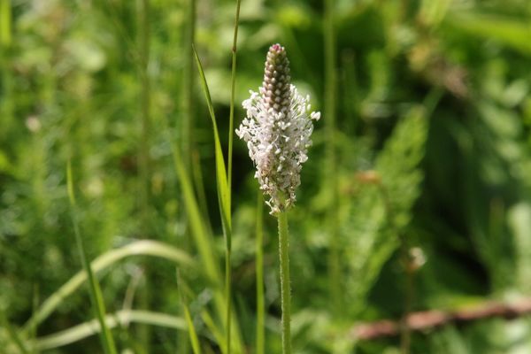 photo of Hoary Plantain
