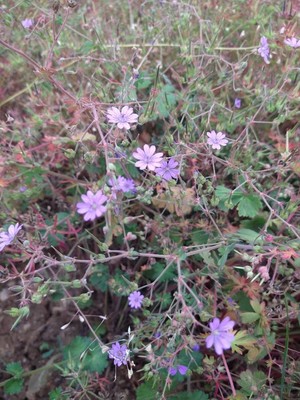 photo of Dove's Foot Crane's Bill