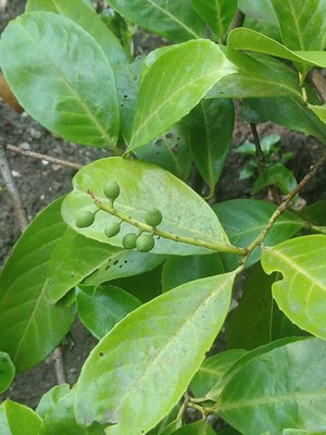 photo of Cherry Laurel
