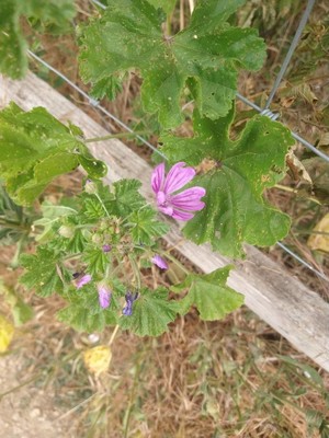 photo of Common Mallow
