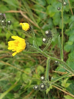 photo of Hawkweed Oxtongue