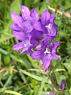 photo of Clustered Bellfower