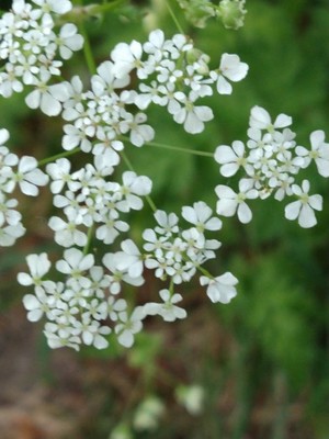 photo of Cow Parsley