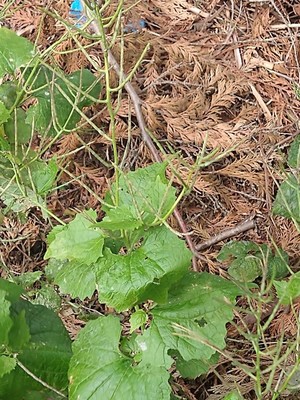 photo of Garlic Mustard