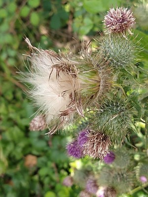 photo of Spear Thistle