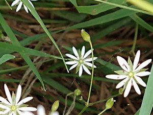 photo of Lesser Stitchwort
