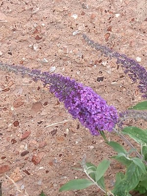 photo of Butterfly Bush