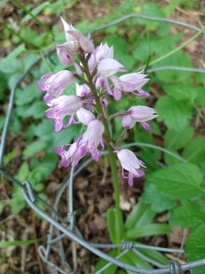photo of Military Orchid